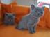 2 BKH-Kitten suchen ihr neues Zuhause!