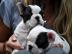 s��er Franz�sisch Bulldogge-Welpen