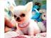Chihuahua-Welpen