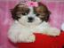 Shih Tzu Welpen f�r Re-homing