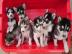 Siberian Husky Welpen !!!!
