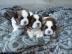 Wundersch?ne reinrassige Shih Tzu Welpen