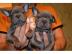 Franz?sische Bulldoggen Welpen in Black