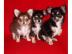 Reinrassige Chihuahua Welpen suchen ein