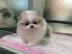Pomeranian Puppies available for adoptio