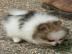 Pomeranian Welpen m�nnlich und weiblich
