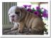 Englische Bulldogge Welpen mit papieren