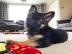 Qualit�tssch�ferhund Welpen zur freien