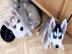 s��er Siberian Husky mit Papieren
