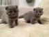 Britisch-Kurzhaar Kitten