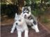 Reinrassige Blue Eye Siberian Husky Welp