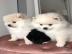 Entz?ckende Pomeranian Welpen