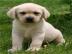S��e Labrador Welpen