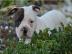 American Bulldog Welpen
