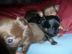 Chihuahua Welpen mit Papiere (LH und KH)