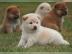 Shiba Inu Welpen
