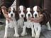 Reinrassiger Beagle Welpen mit Papiere s