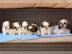 Shih Tzu Welpen Reinrassig