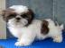 Sch�ne Shih Tzu m�nnlichen und weibliche