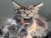 Maine-Coon-K�tzchen zu adoptieren.  Whats