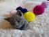 Reinrassige Russischblau Kitten