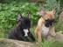 Gesunde und niedlich Franz�sisch Bulldog