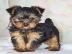 Gesunde und sch�ne Yorkshire terrier