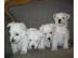 West- Highland Terrier Welpen R�den und