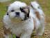 Sch�ne Kaiser Shih Tzu Welpen