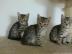 BKH Kitten mit Stammbaum!