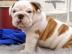 Englische Bulldoggen welpen