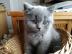 Scottish Fold Kittens zum Verkauf