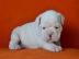 Englischen Bulldogge welpen