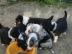 Australian Shepherd Welpen mit ASCA Papi
