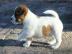 Zauberhafte Jack Russell Terrier Welpe . 