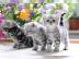 Ses BKH black-silver-classic Kittens