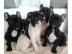 Franz�sische Bulldoggen Welpen mit Papie