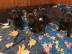 Wundersch�ne franz�sische Bulldoggen