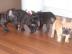 Franz�sisch Bulldogge-Welpen, ( 3 H�ndin