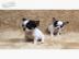 Super s??e MINI chihuahua welpen mit Pap