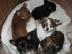Chihuahua s��e Welpen suchen ein neues z