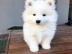 Wundersch�ne Samoyedo-Welpen (Geschenke)