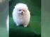 Zwergspitz Pomeranian Welpe