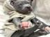 Blaue Pitbull Welpen