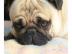 Mops Welpen suchen ihr neues Zuhause