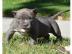 American Pit Bull Terrier Welpen