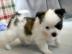 Wundersch�ne MINI Chihuahua Welpen Zu Ve
