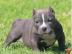 American Pitbull R?den und H?ndinnen