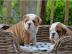 Super s��e English Bulldoggen Welpen abz