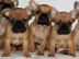 franz�sische Bulldoggen Welpen
